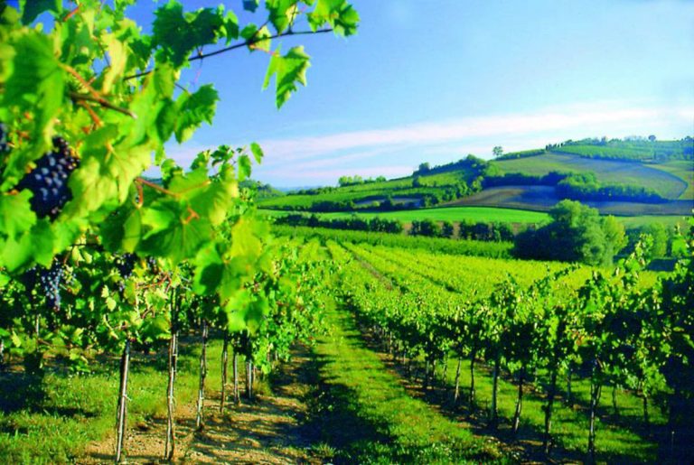 |Parmigiano su tagliere|||