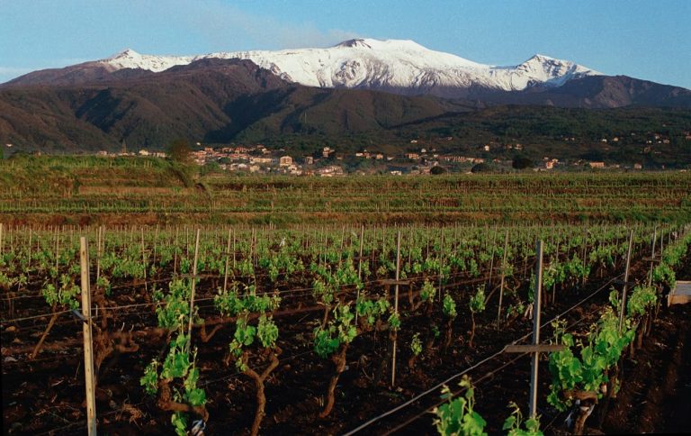 Vigneto con etna all'orizzonte