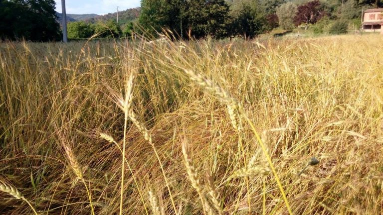 Un campo di grano a La Corbetina|grano