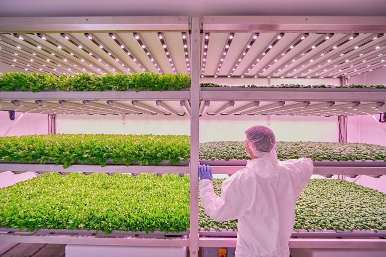 La vertical farm di Planet Farms|Ta