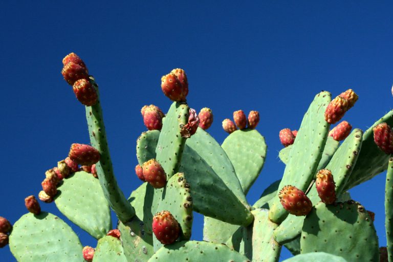 |Fichi d'india|I fichi d'India rosso