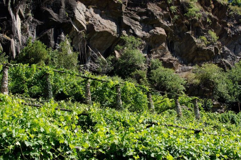 |Figliej viticoltura di montagna|Figliej viticoltura di montagna