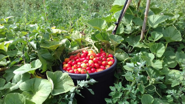 pomodori appena raccolti a Partinico|Il progetto della food forest|Gelsi sulla pianta|Il campo di Partinico
