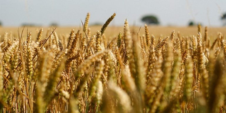Un campo di grano