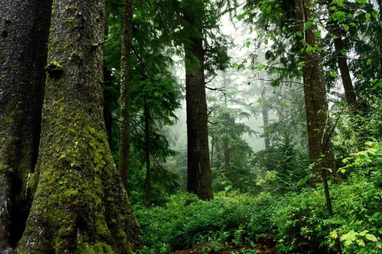 Foreste italiane|Foreste italiane|Foreste italiane|Foreste italiane