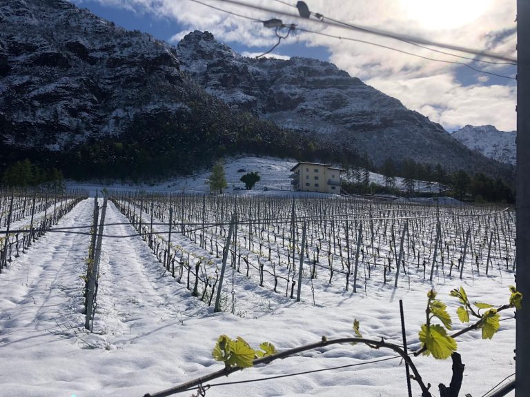 ||Cartina delle Precipitazioni in Europa inverno 2018-2019|Grafico del Veneto - piogge cumulate al 19 maggio||progetto Soave - foto credits L.Reuter|Immagine notturna dei vigneti dell'abbazia di Novacella con candele antigelo - credits Werner Waldboth|Grappoli danneggiati dalla grandeine