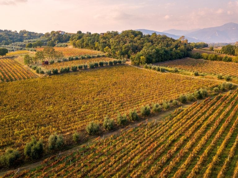 Vigneti in Franciacorta