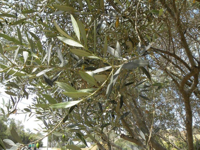 Alberi di ulivo di Frantoio di Riva|Olio in Trentino - Frantoio Riva