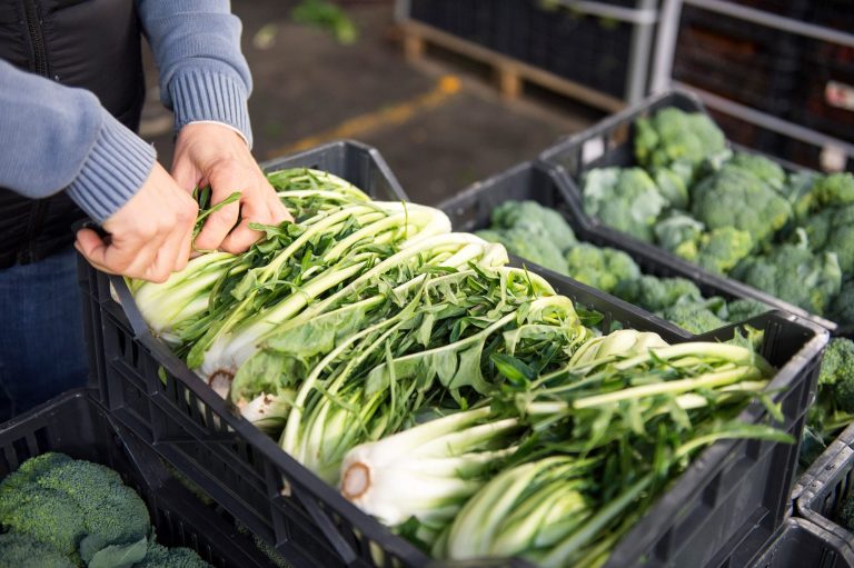 Cassette di catalogna al mercato agroalimentare di Milano|Cassette di verdura la mercato agroalimentare di Milano