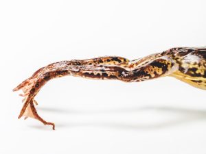 cosce di rana|