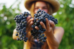 Frutta di stagione settembre uva