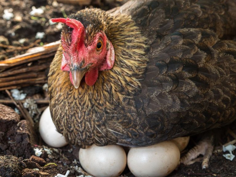gallina che cova uova|cesto di uova di gallina
