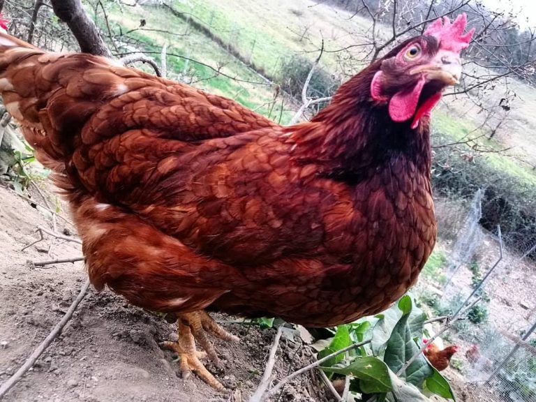 Primo piano gallina dell'allevamento Galline Felici di Roma|Primo piano gallina dell'allevamento Galline Felici||Maurizio Cilia di Galline Felici con una gallina in braccio|Cesto di uova al mercato di Capannelle|Confezioni in carta riciclata con le uova di Galline Felici|Galline libere nel boschetto di Galline Felici|Galline felici: primo piano di galline libere