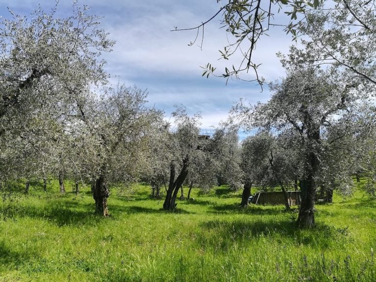 Uliveto sul Garda
