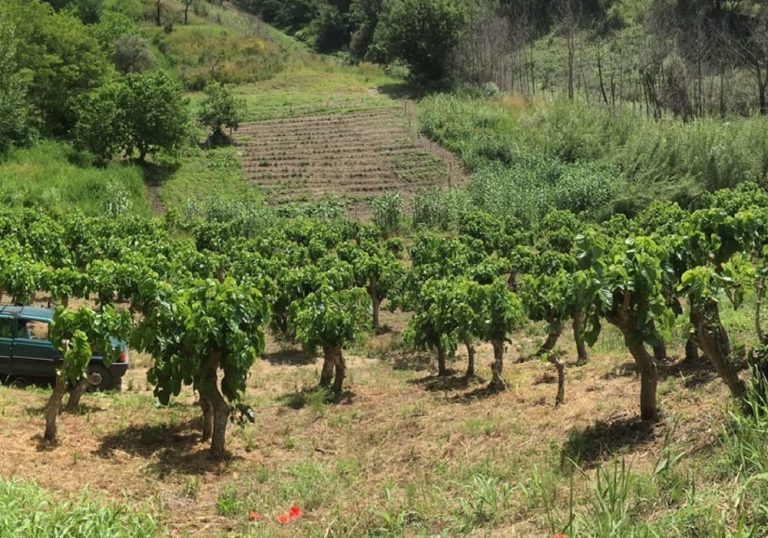 Il gelseto di Nido di Seta|prodotti di Nido di Seta|More di gelso appena raccolta|Fili di seta|Due barattoli di tisana al gelso|gelso