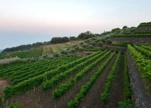 Distesa di vigneti a Gibellina|Calici di vino in degustazione allo Scirocco Wine Fest|Ingresso al festival Scirocco Wine Fest
