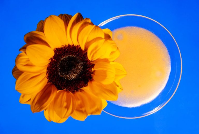 Miele di girasole- Patrizia Casamirra|Girasole|Degustazione miele|Miele di girasole di Agricoltura Pancaldi|Miele di girasole Colle Salera|Miele di girasole de La Mieleria di San Lorenzo|Miele di girasole- Azienda Agricola Luca Finocchio|Miele girasole
