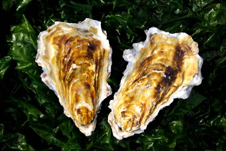 Ostrica d'Oro di Goro||Ostrica d'Oro di Goro