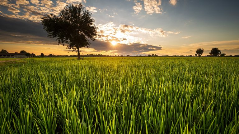 Campagna intorno a Milano|Un canale nella campagna milanese|Aironi nell'Oasi Ca Granda|L'abbazia di Mirasole|Campagna intorno a Milano