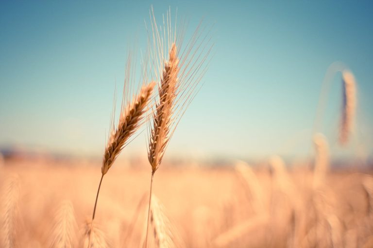 grano||