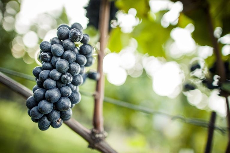 Grappolo di pinot nero|vigne di pinot nero_. Altopiano Mazzon|Banchi di assaggio Giornate del pinot nero