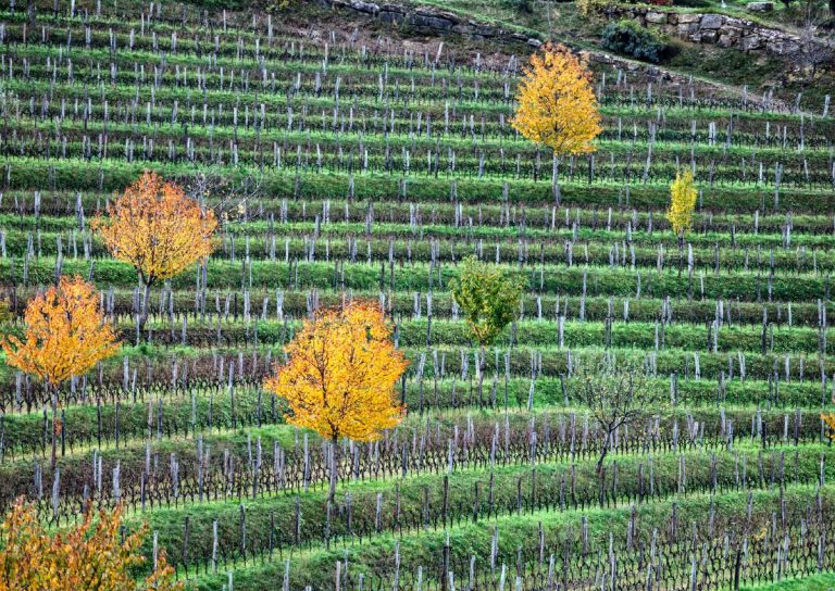 Gravner vigneto Hum foto A.Barsanti