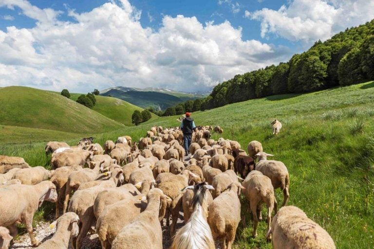|brigantaccio NUNZIO MARCELLI|Gregoriano GRECORIO ROTOLO||||caciofiore aquilano MARRONARO|Canestrato di Castel del Monte (Archivio Ente Parco)|marcetto 2 MARRONARO||||pecorino di Farindola 9 CONSORZIO DI TUTELA|pecorino di Pizzoli 1 MARRONARO|||Pecorino di Atri PRESIDIO SLOW FOOD|Pecorino-di-Amatrice SLOW FOOD ABRUZZO|Giulio Petronio