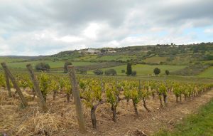 |noto_PAOLOGALLO 5|vigneti Sicilia