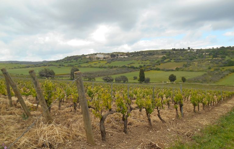 |noto_PAOLOGALLO 5|vigneti Sicilia