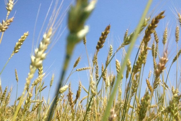 Un campo di grano