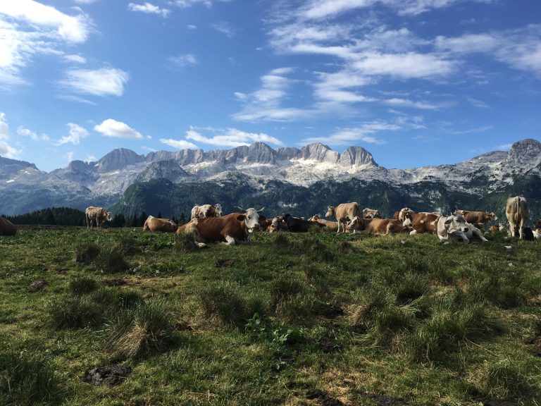 Mucche al pascolo sulla Malga Montasio