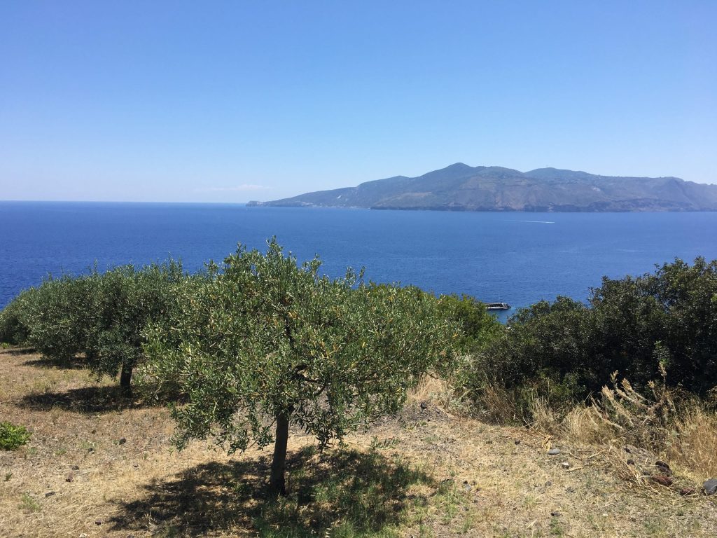 Palma Esposito|Palma Esposito|Degustazione per la guida Oli d'Italia