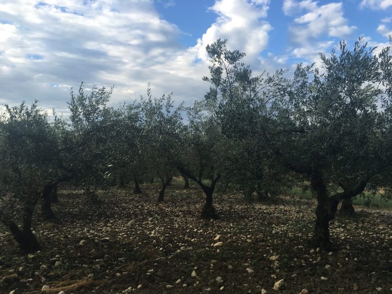 Olio Abruzzo|Frantoio Hermes|Frantoio Hermes|Tommaso Masciantonio Trappeto di Caprafico|La Sorgente|Mammaròssa|Enoteca Faieta||