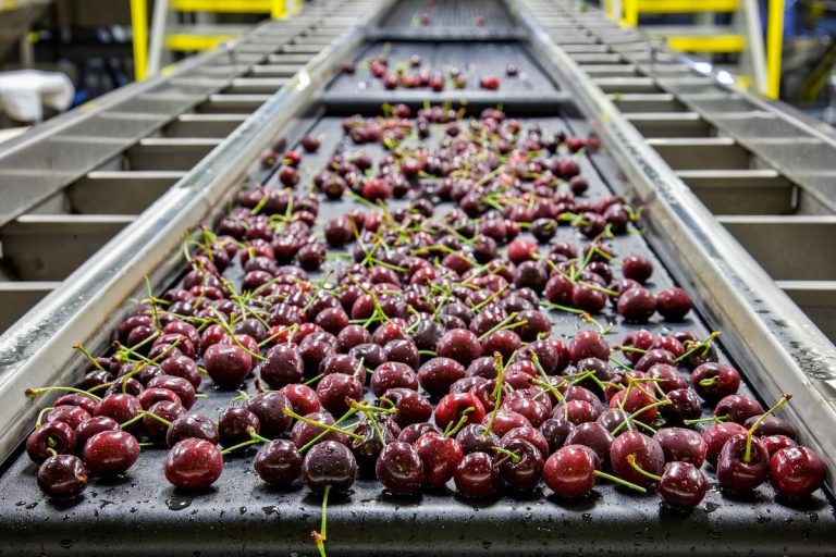 Industria alimentare in Italia|Industria alimentare: dentro una stalla per la produzione di latte
