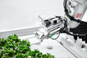Un robot coltiva l'insalata in laboratorio|Vaschette di insalata Iron Ox al banco frigo del supermercato