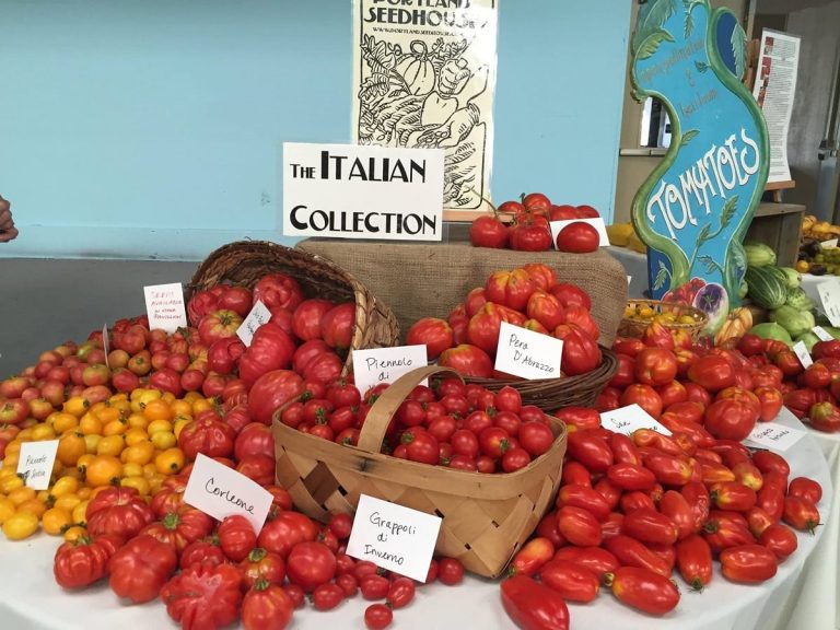 Pomodori italiani|Orto urbano italo-americano|Barattoli di verdure sott'olio|Cesto di ortaggi e frutta|Raccolta dei pomodori nell'orto