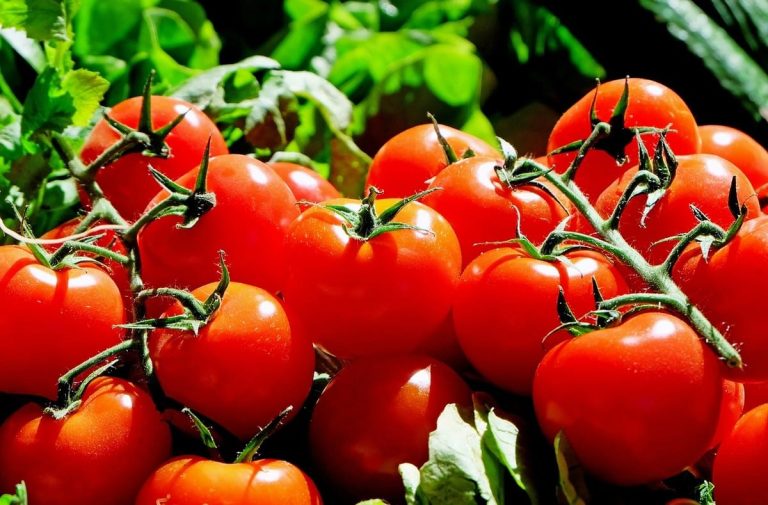 pomodori|kit per orto domestico|pomodori
