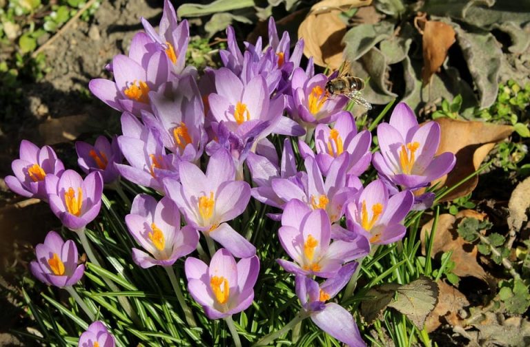 Zafferano