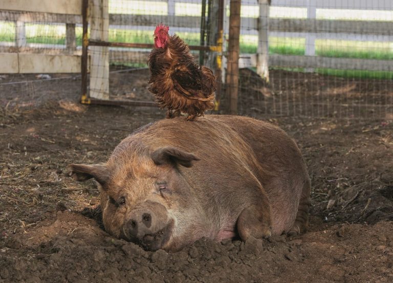 Scrofa e gallo della Fattoria dei nostri sogni|John e Molly Chester in campagna|I campi coltivati di Apricot Lane Farm visti dall'alto|Maialini appena nati||