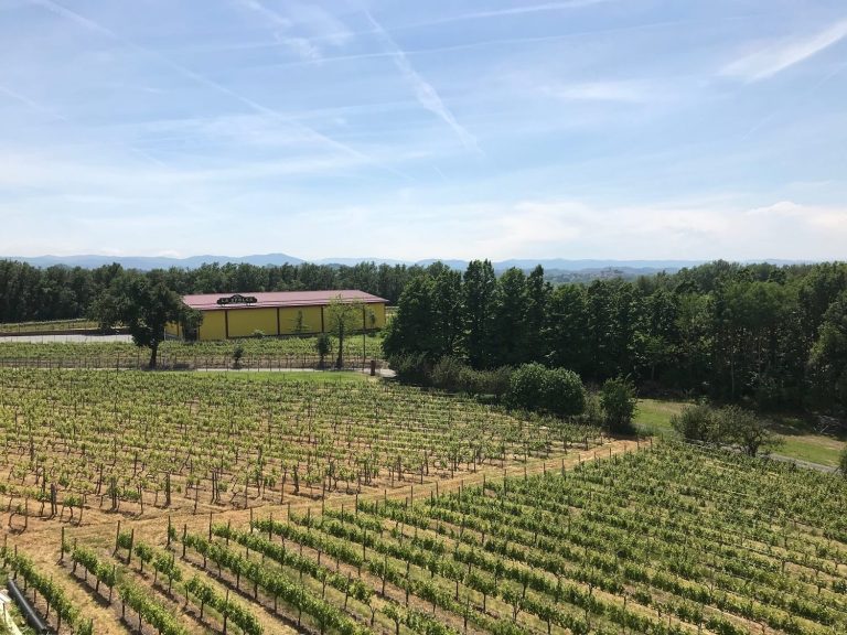 La Scolca. I vigneti