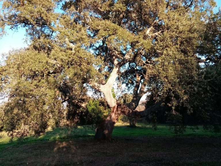Quercia da sughero|La bottiglia di Làndhe in cofanetto|La microdistilleria Arsura|landhe-acquavite