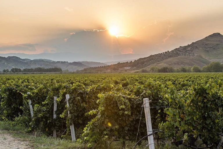 Librandi vigneti Rosaneti|Bottiglie di spumante sui pupitres di Librandi|Botti della cantina Librandi|è il momento della vitivinicultura calabrese? librandi vigneti Rosaneti