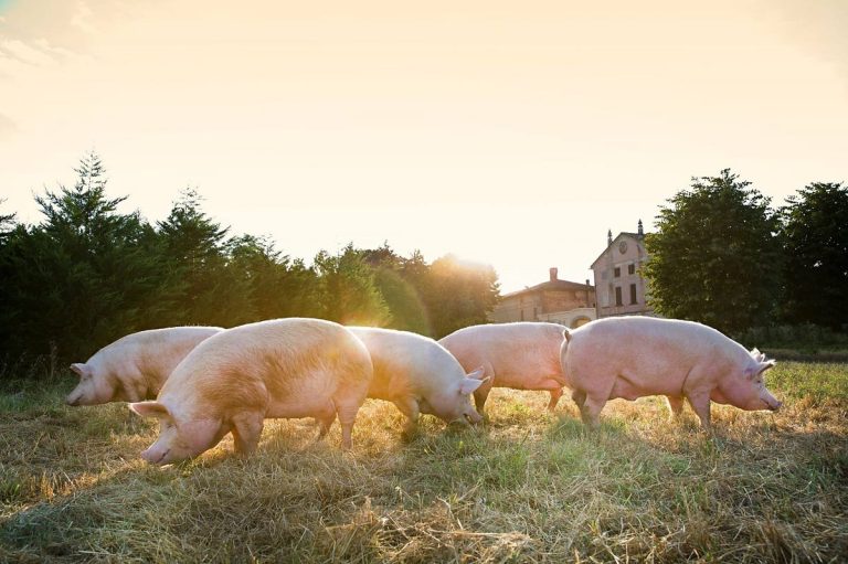 Maiale Tranquillo al pascolo|Cotto di gioia|Prosciutti di Maiale Tranquillo|Coppa e pancetta di Maiale Tranquillo|Il Maiale Tranquillo con Stefano Bettella|Prosciutto di Maiale Tranquillo