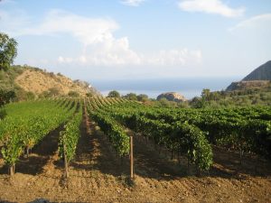Una vigna della Doc Mamertino in Sicilia