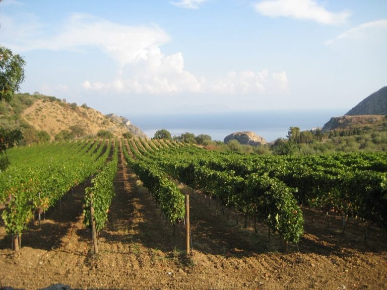 Una vigna della Doc Mamertino in Sicilia