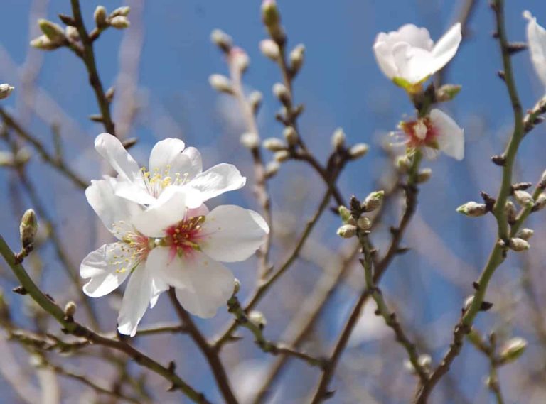 mandorlo in fiore