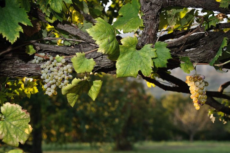 MasseriaFrattasi - vigne a piede franco