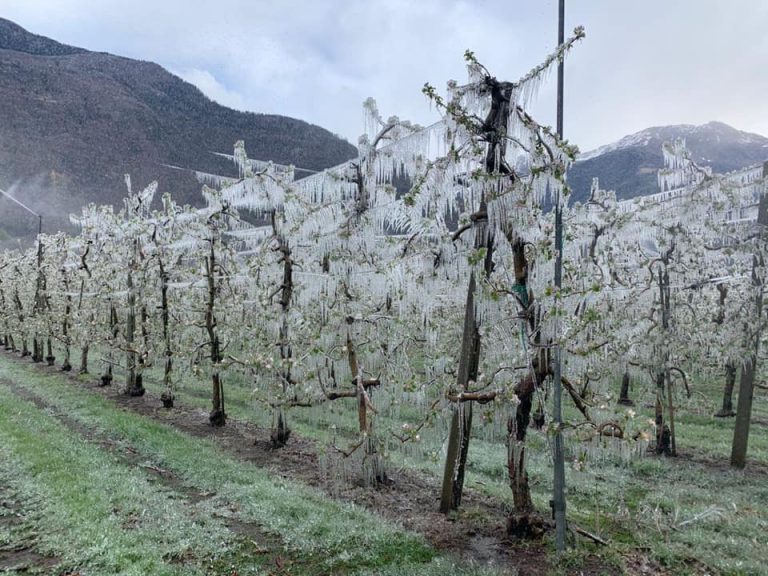 Meleti ghiacciati in Valtellina|Meleti ghiacciati|Gemme di melo ghiacciate