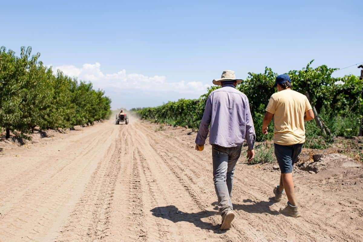 È Mendocino la regione vinicola americana dell’anno per Wine Enthusiast, tra le più green della California