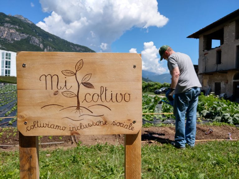 Il campo di Mi Coltivo|Raccolta dell'insalata nel campo di Mi Coltivo|Lavoro in campo da Mi Coltivo